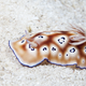 Illustration for article titled Hermaphroditic Sea Slugs Do It and Read emFifty Shades of Grey/em, Apparently